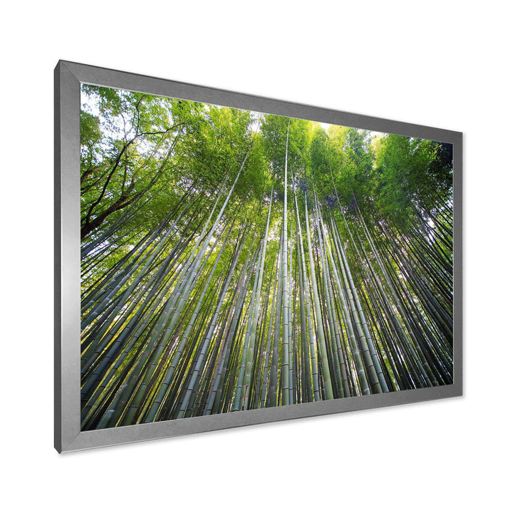 Bamboo forest of Kyoto Japan.