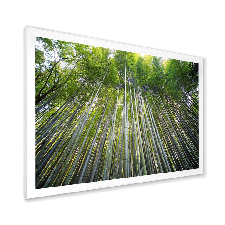 Bamboo forest of Kyoto Japan.