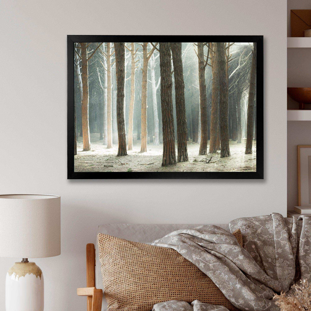 Maritime Pine Tree Forest with Rays