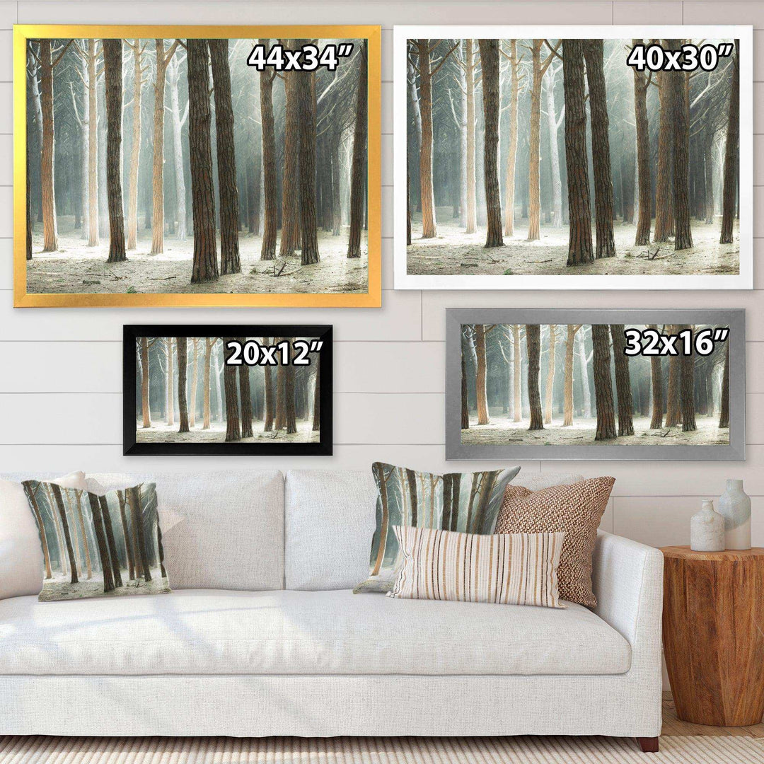 Maritime Pine Tree Forest with Rays