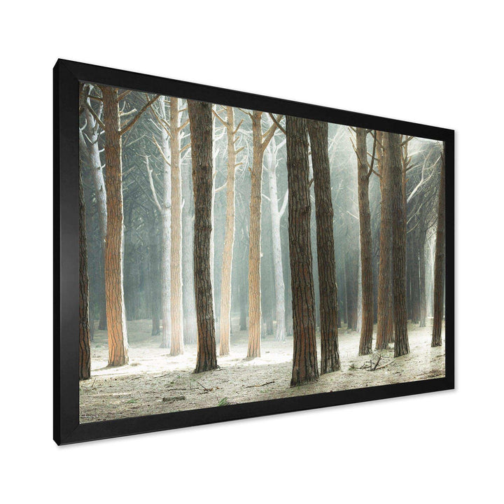 Maritime Pine Tree Forest with Rays