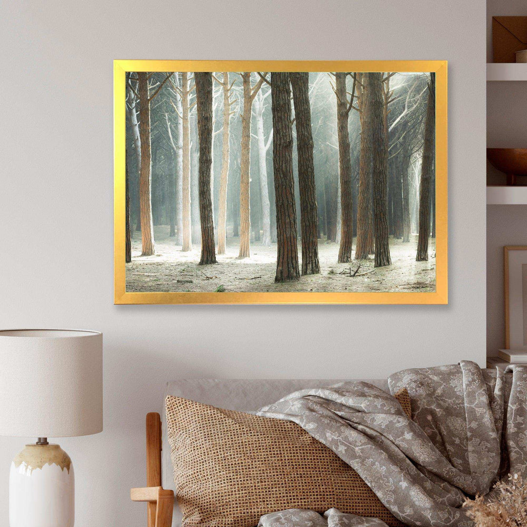 Maritime Pine Tree Forest with Rays