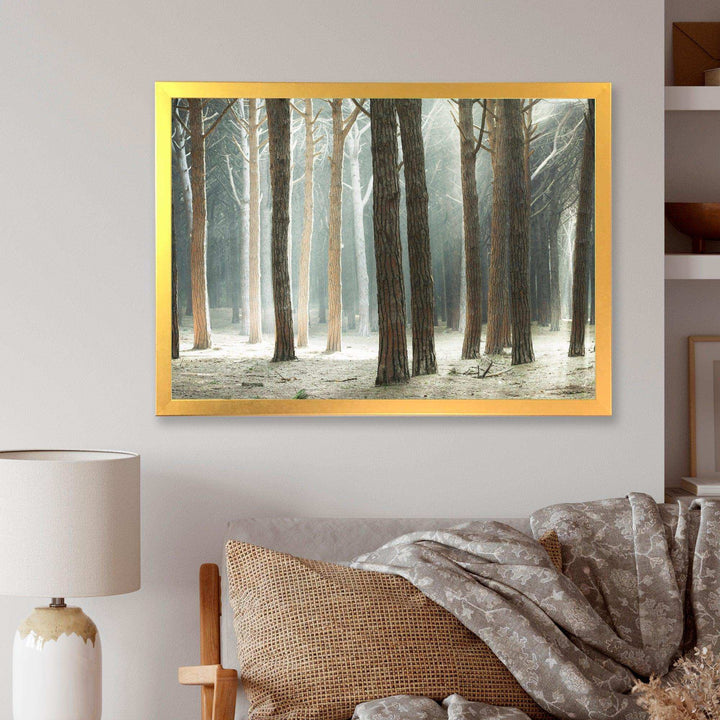 Maritime Pine Tree Forest with Rays