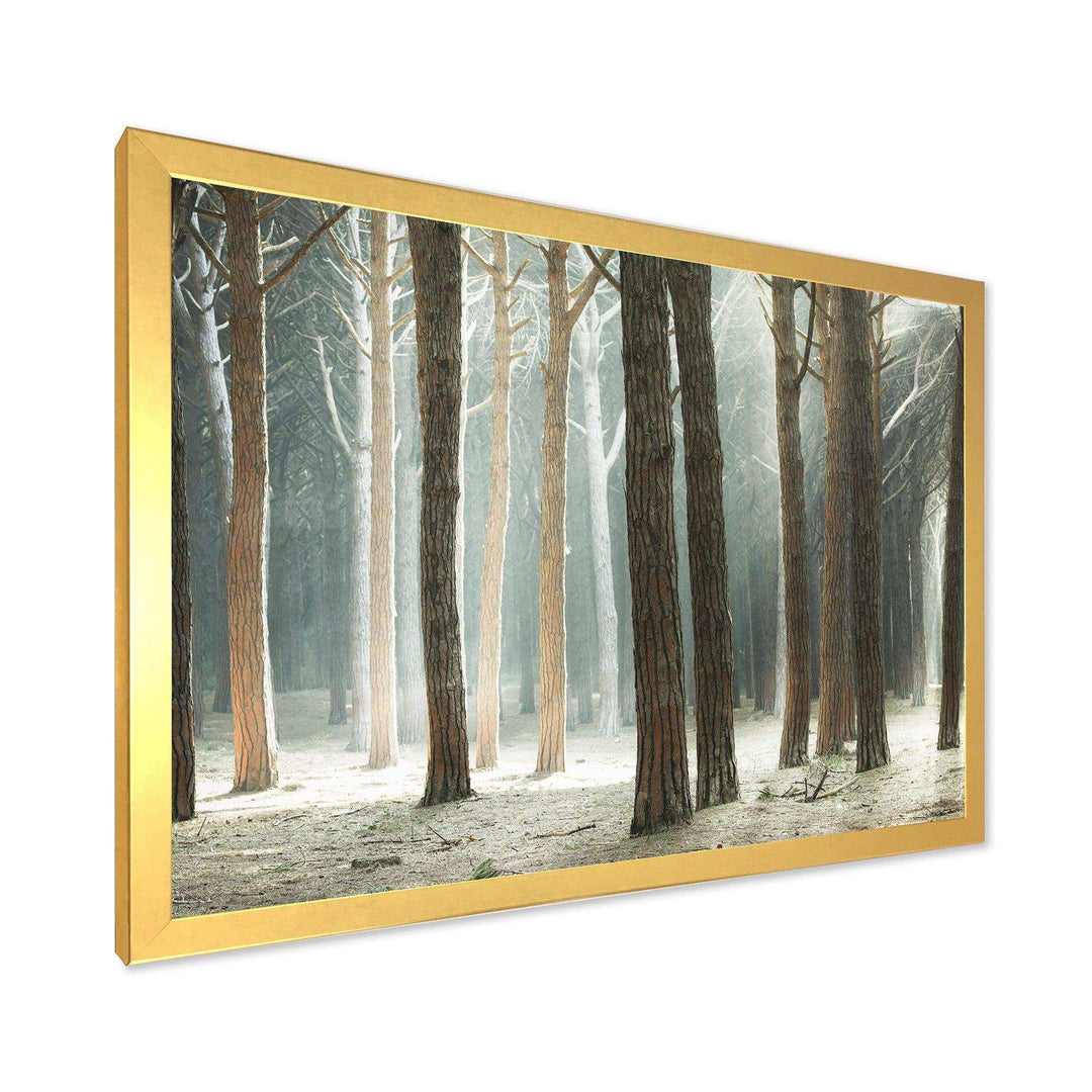 Maritime Pine Tree Forest with Rays