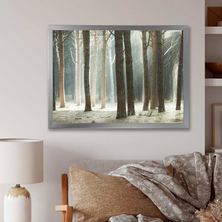 Maritime Pine Tree Forest with Rays