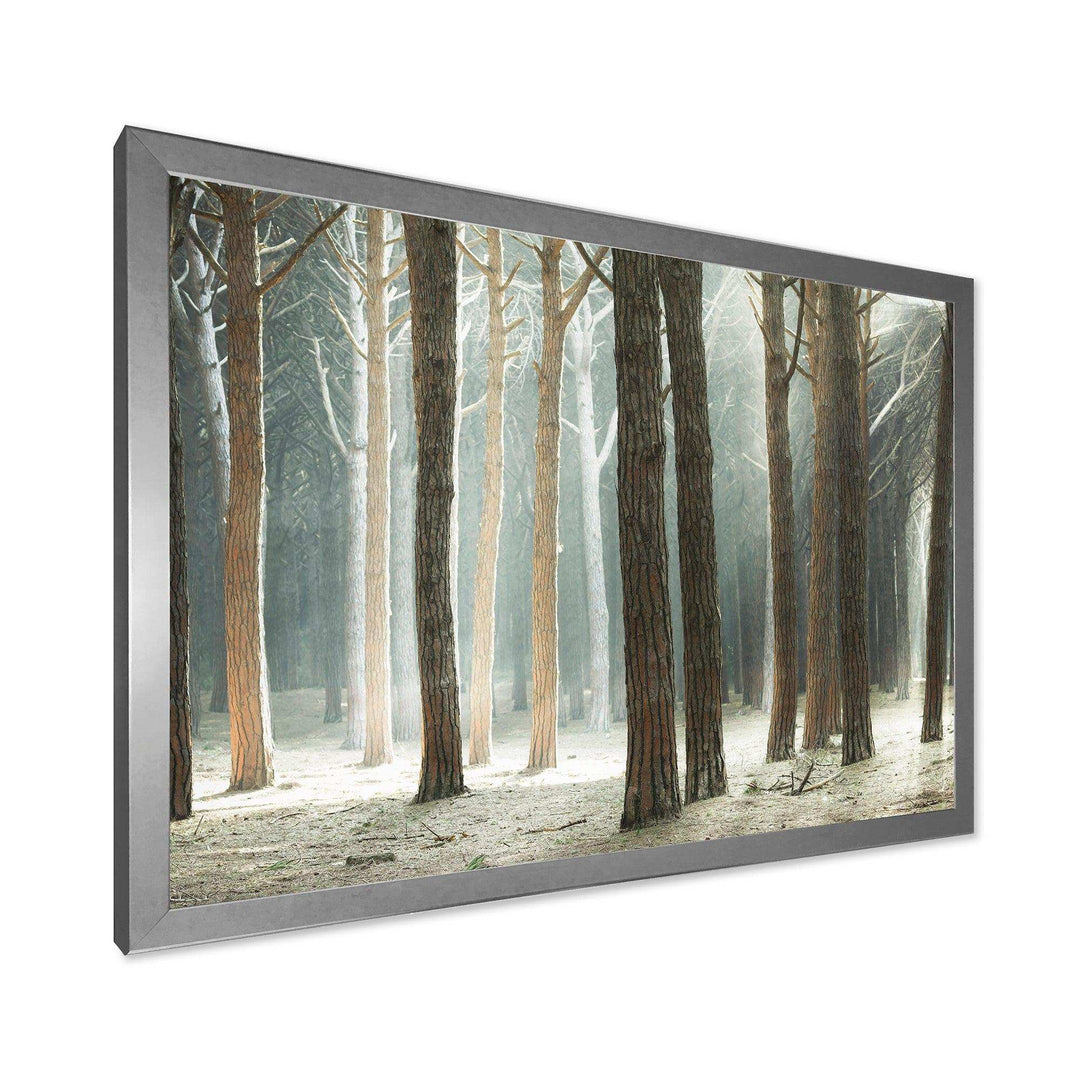 Maritime Pine Tree Forest with Rays