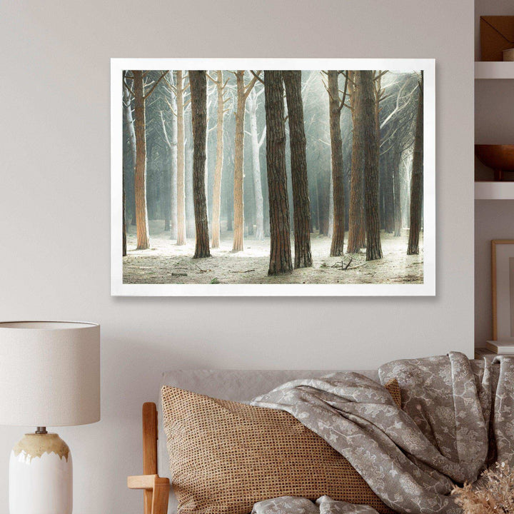 Maritime Pine Tree Forest with Rays