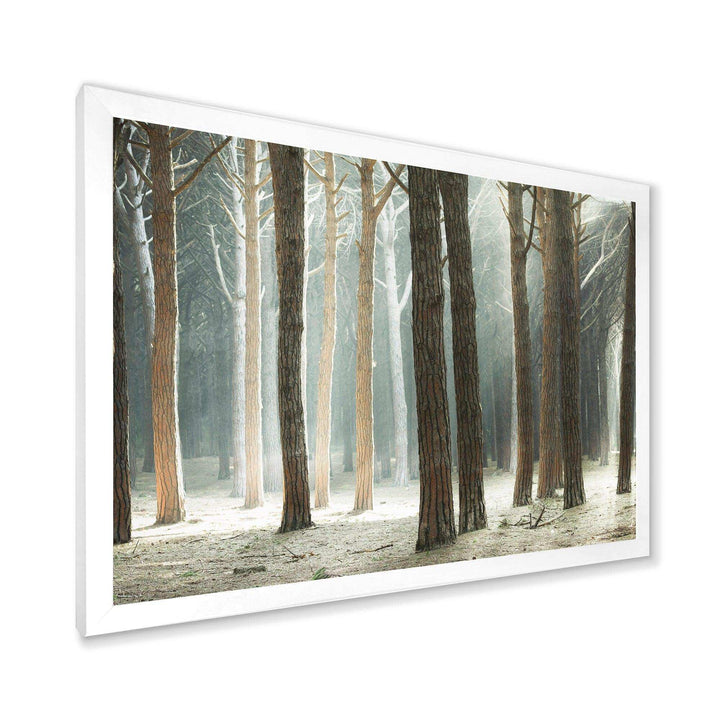 Maritime Pine Tree Forest with Rays
