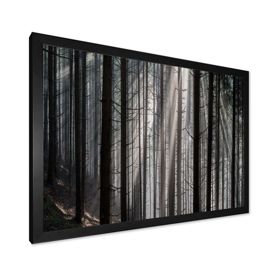Sunbeams Peeking Through Dark Forest