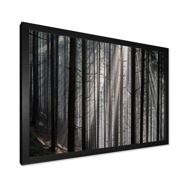 Sunbeams Peeking Through Dark Forest