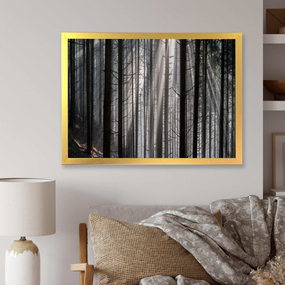 Sunbeams Peeking Through Dark Forest