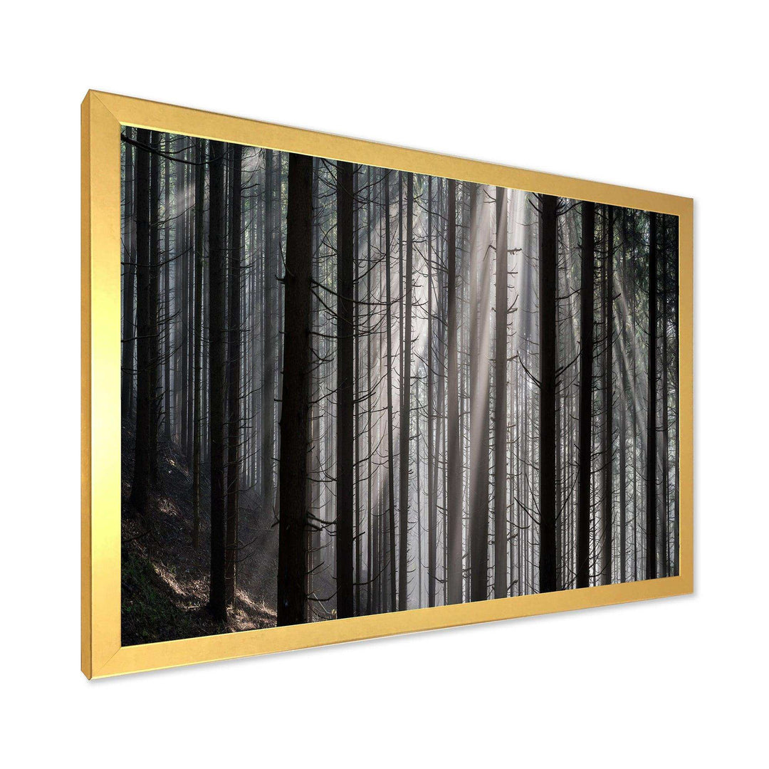 Sunbeams Peeking Through Dark Forest