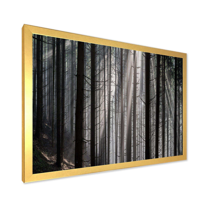 Sunbeams Peeking Through Dark Forest