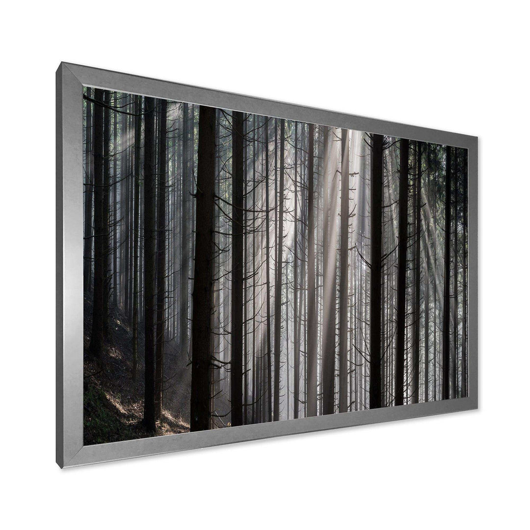 Sunbeams Peeking Through Dark Forest