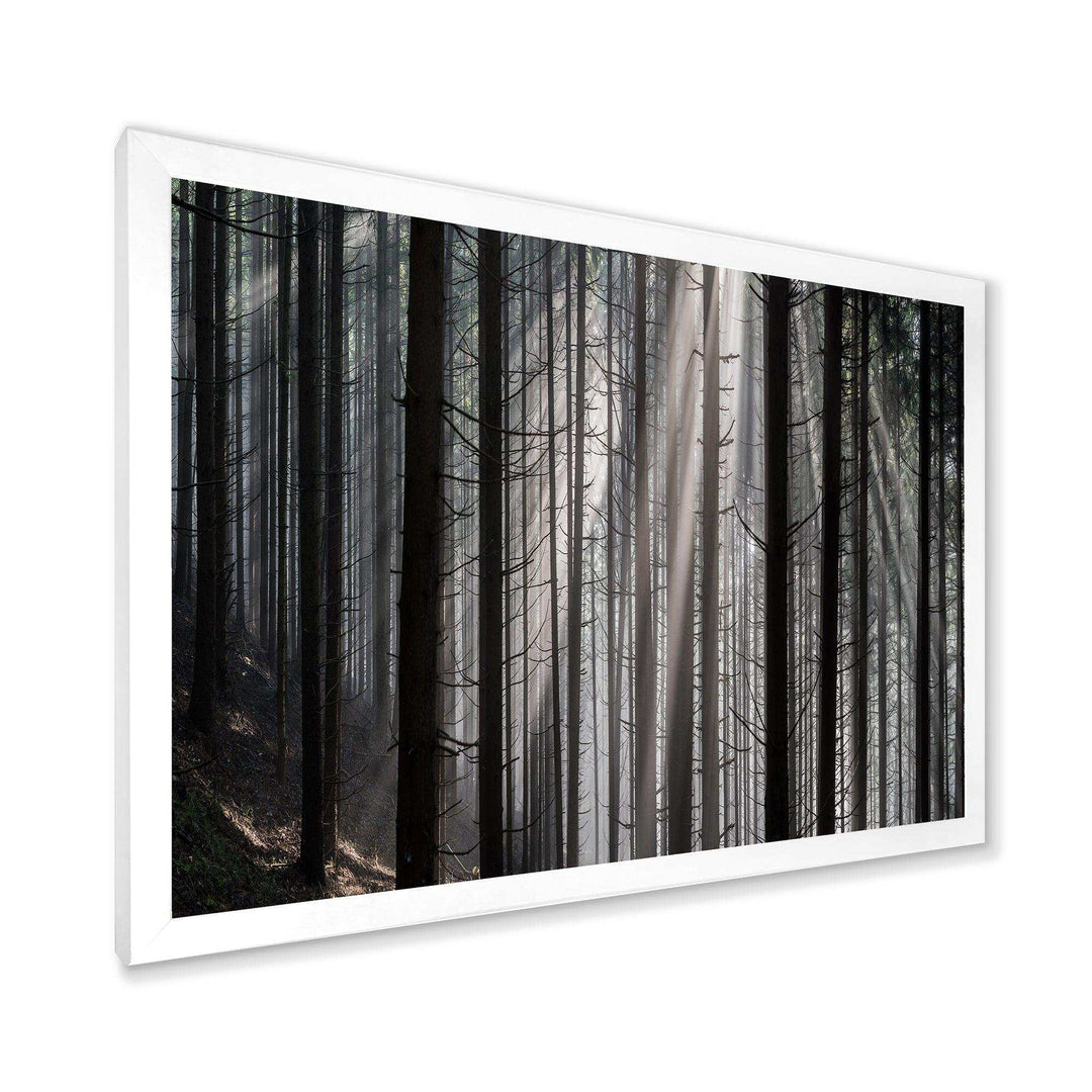 Sunbeams Peeking Through Dark Forest