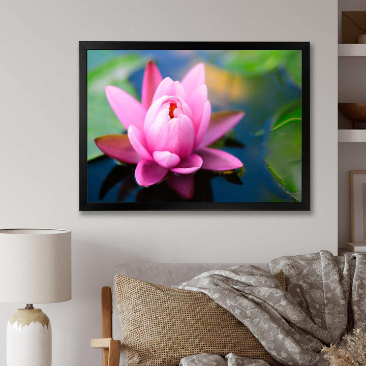 Large Lotus Flower in the Pond