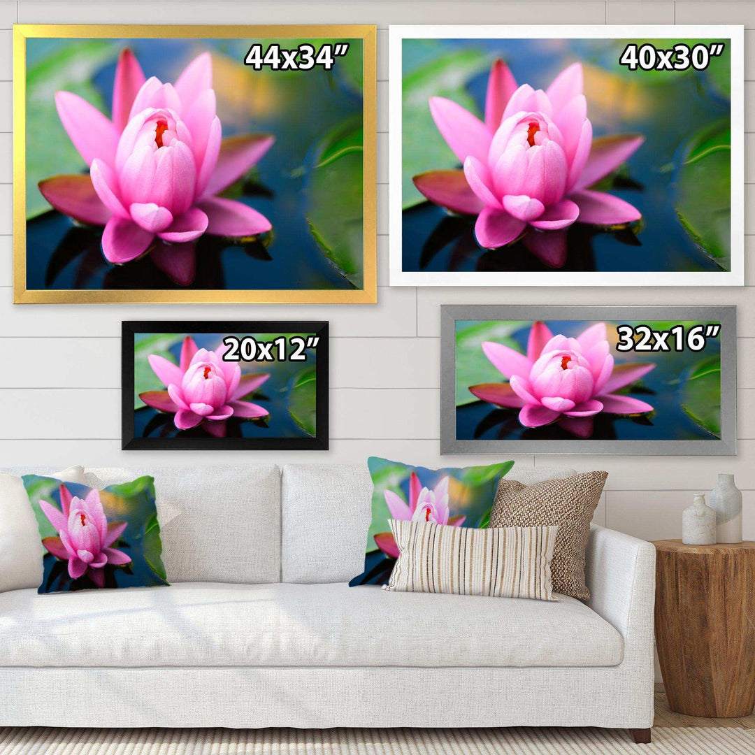 Large Lotus Flower in the Pond