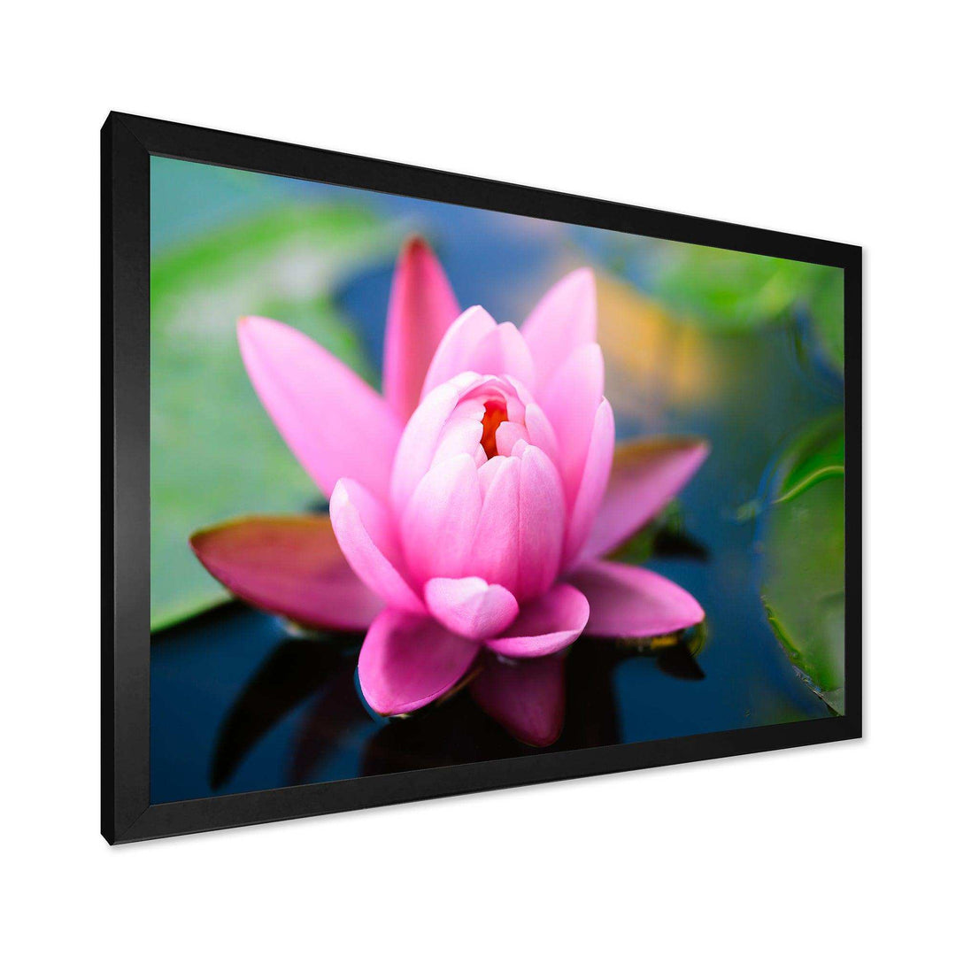 Large Lotus Flower in the Pond
