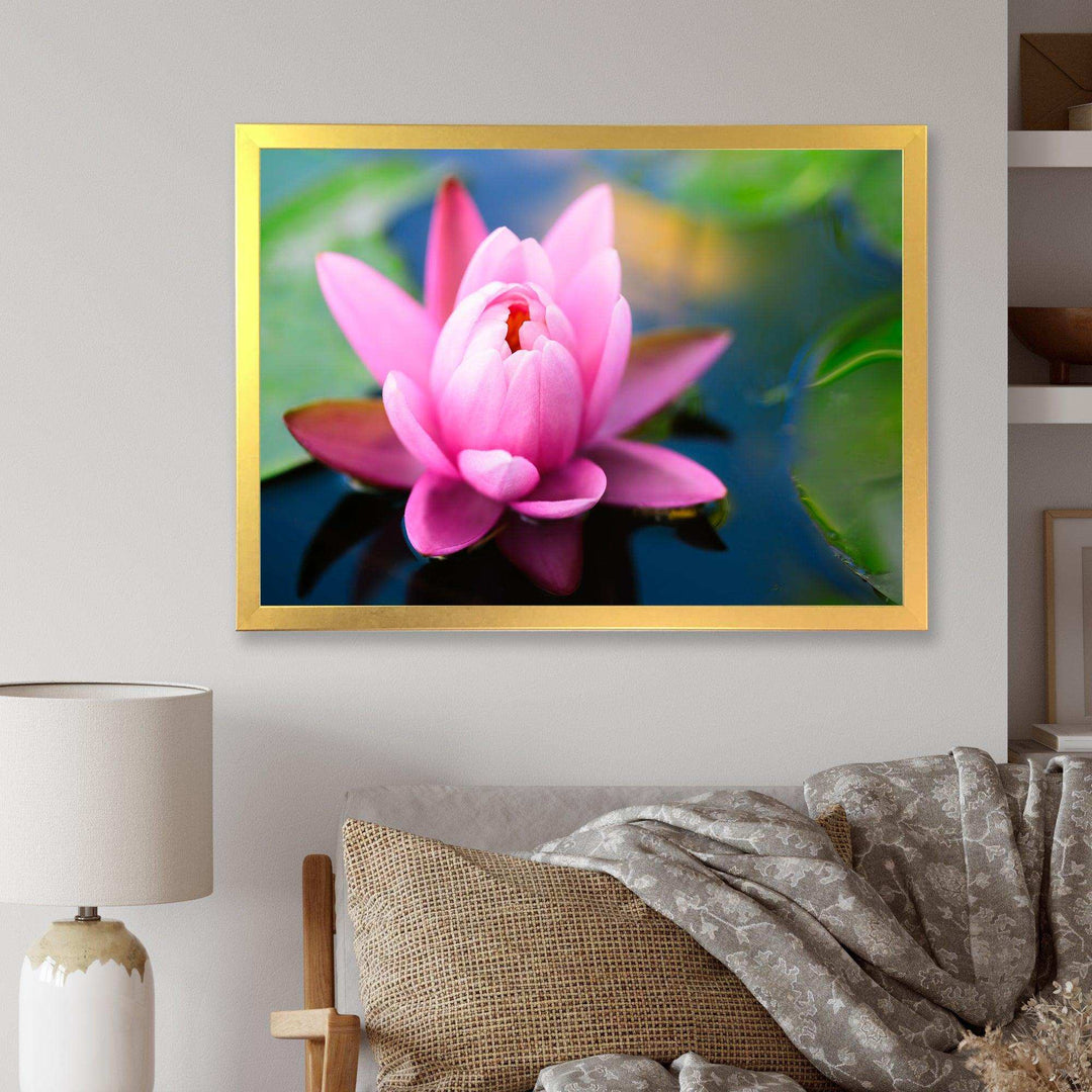 Large Lotus Flower in the Pond