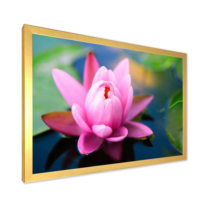 Large Lotus Flower in the Pond