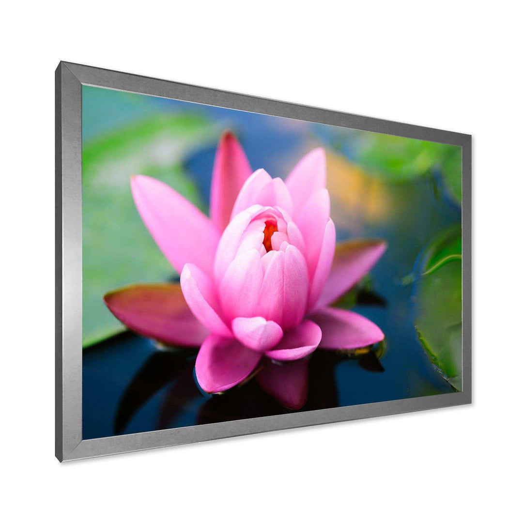Large Lotus Flower in the Pond