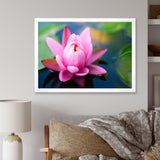 Large Lotus Flower in the Pond