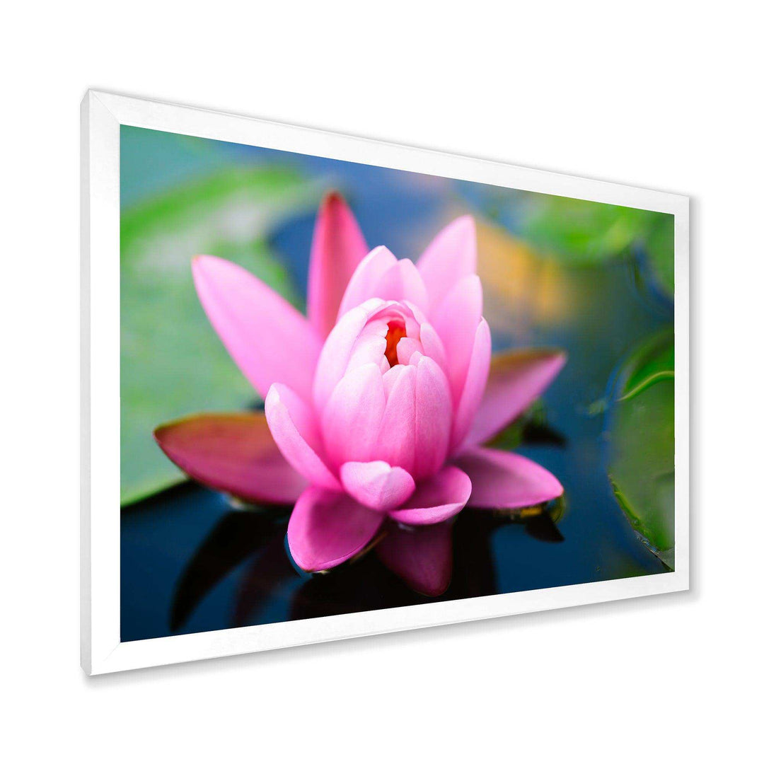 Large Lotus Flower in the Pond