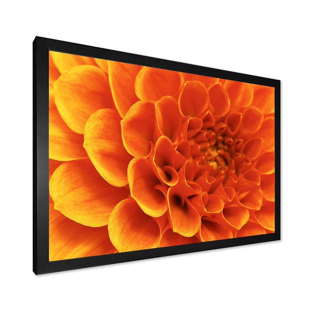 Large Orange Flower and Petals