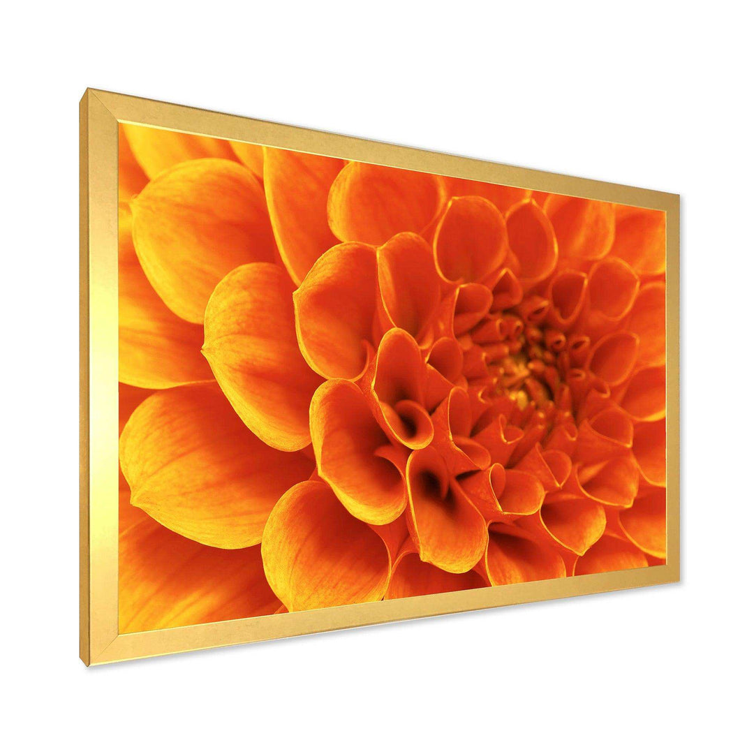Large Orange Flower and Petals