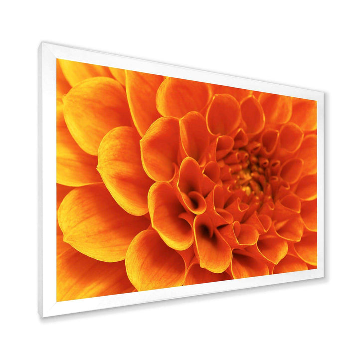 Large Orange Flower and Petals