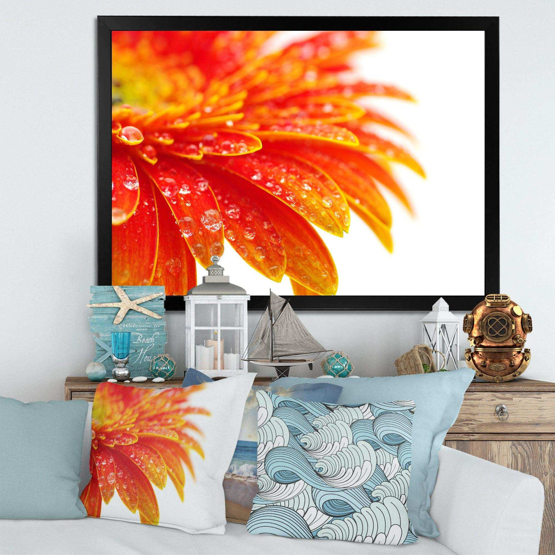 Orange Gerbera with Raindrops