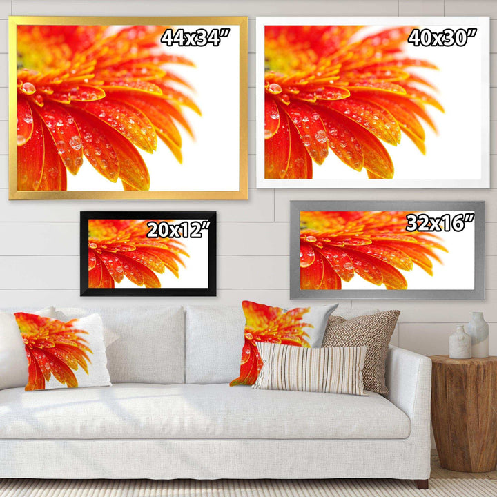 Orange Gerbera with Raindrops