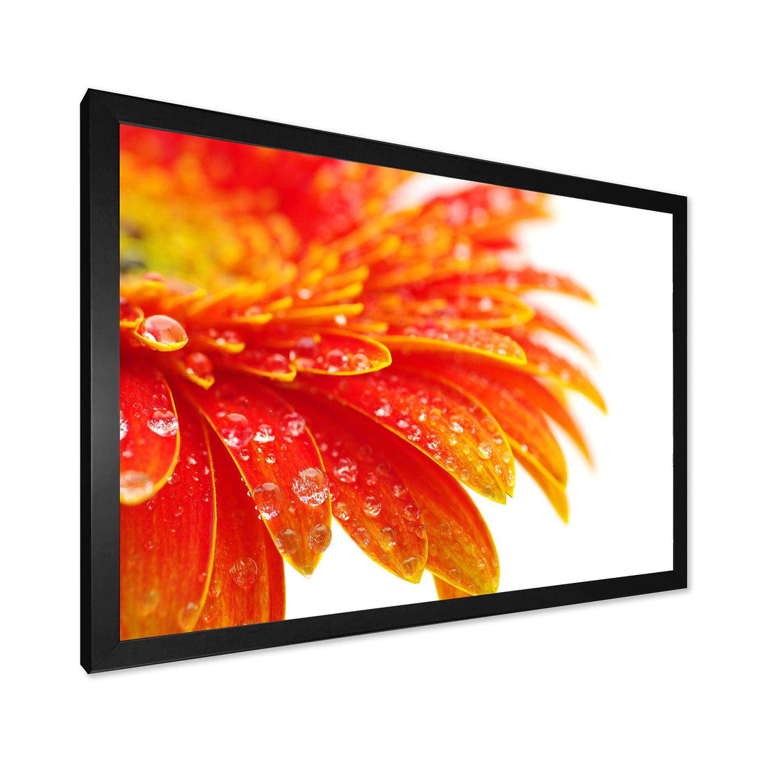 Orange Gerbera with Raindrops