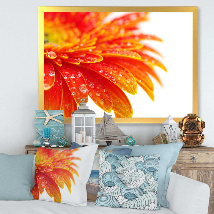 Orange Gerbera with Raindrops