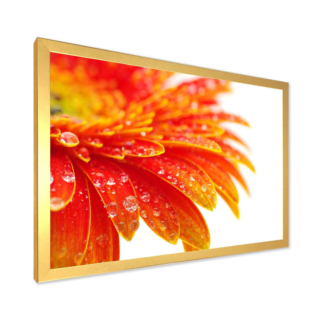 Orange Gerbera with Raindrops