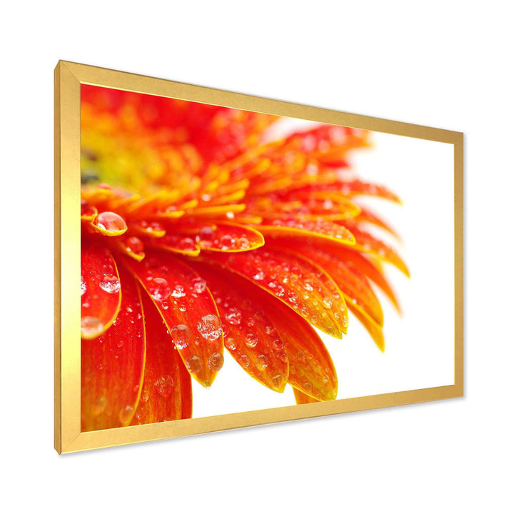 Orange Gerbera with Raindrops