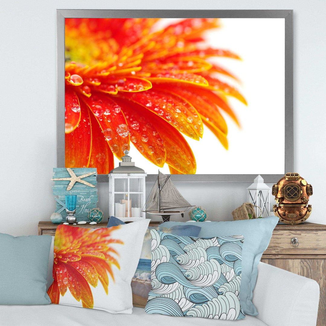 Orange Gerbera with Raindrops