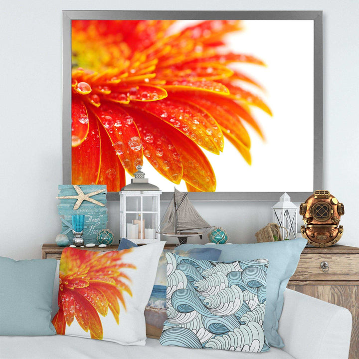 Orange Gerbera with Raindrops