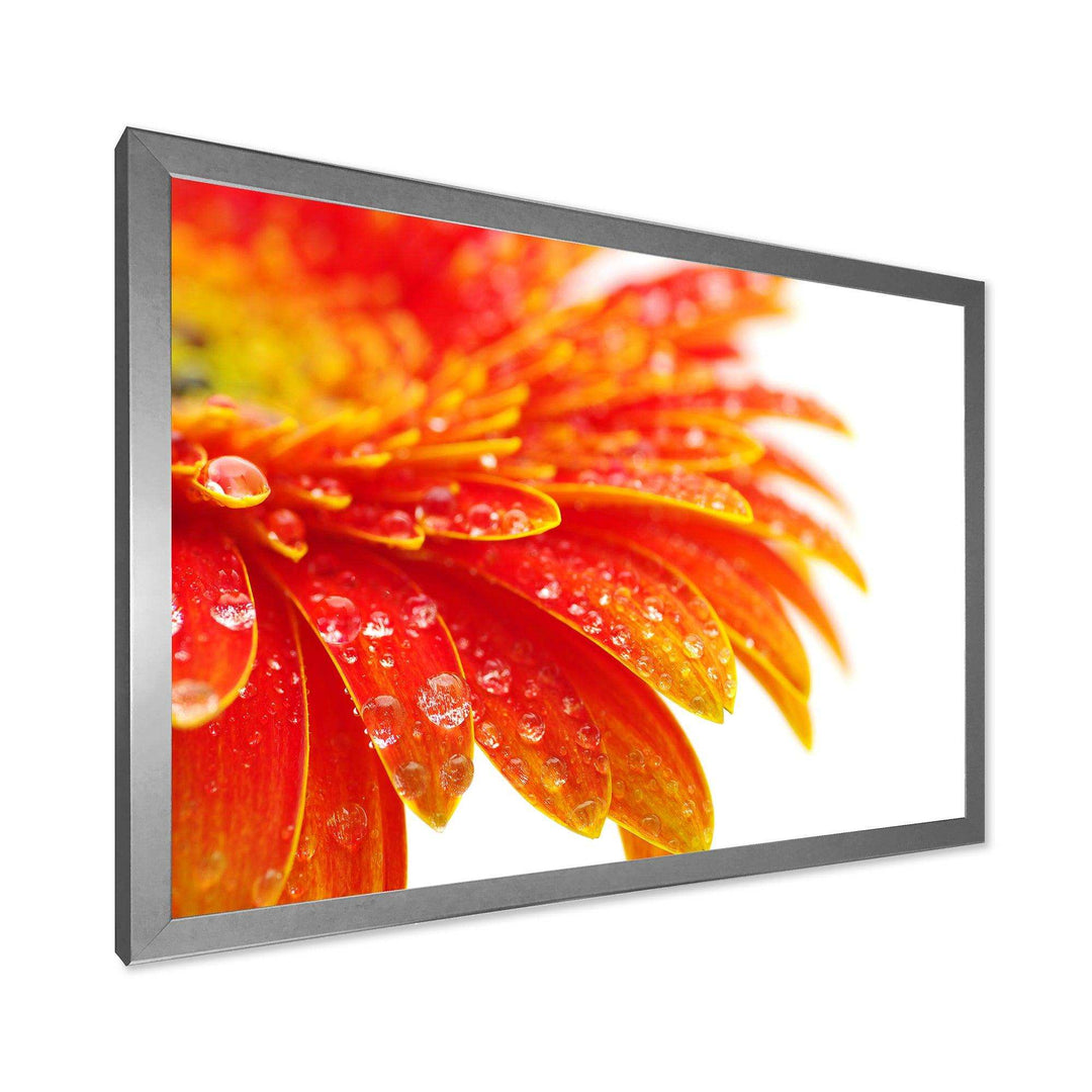 Orange Gerbera with Raindrops