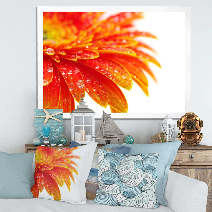 Orange Gerbera with Raindrops