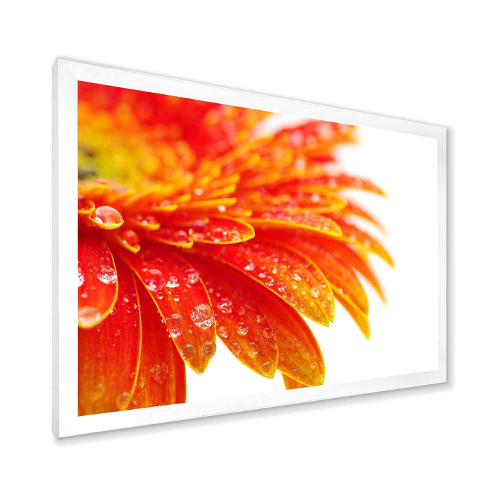 Orange Gerbera with Raindrops