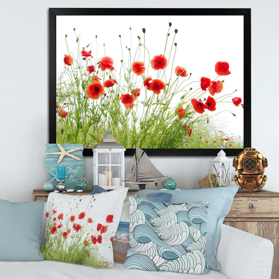 Poppies on White Background