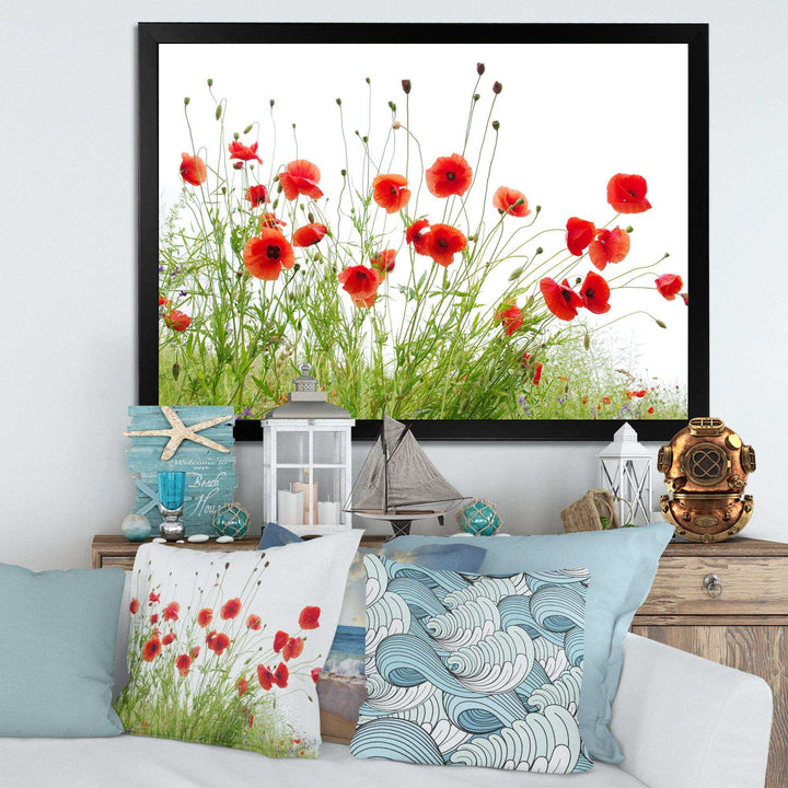 Poppies on White Background