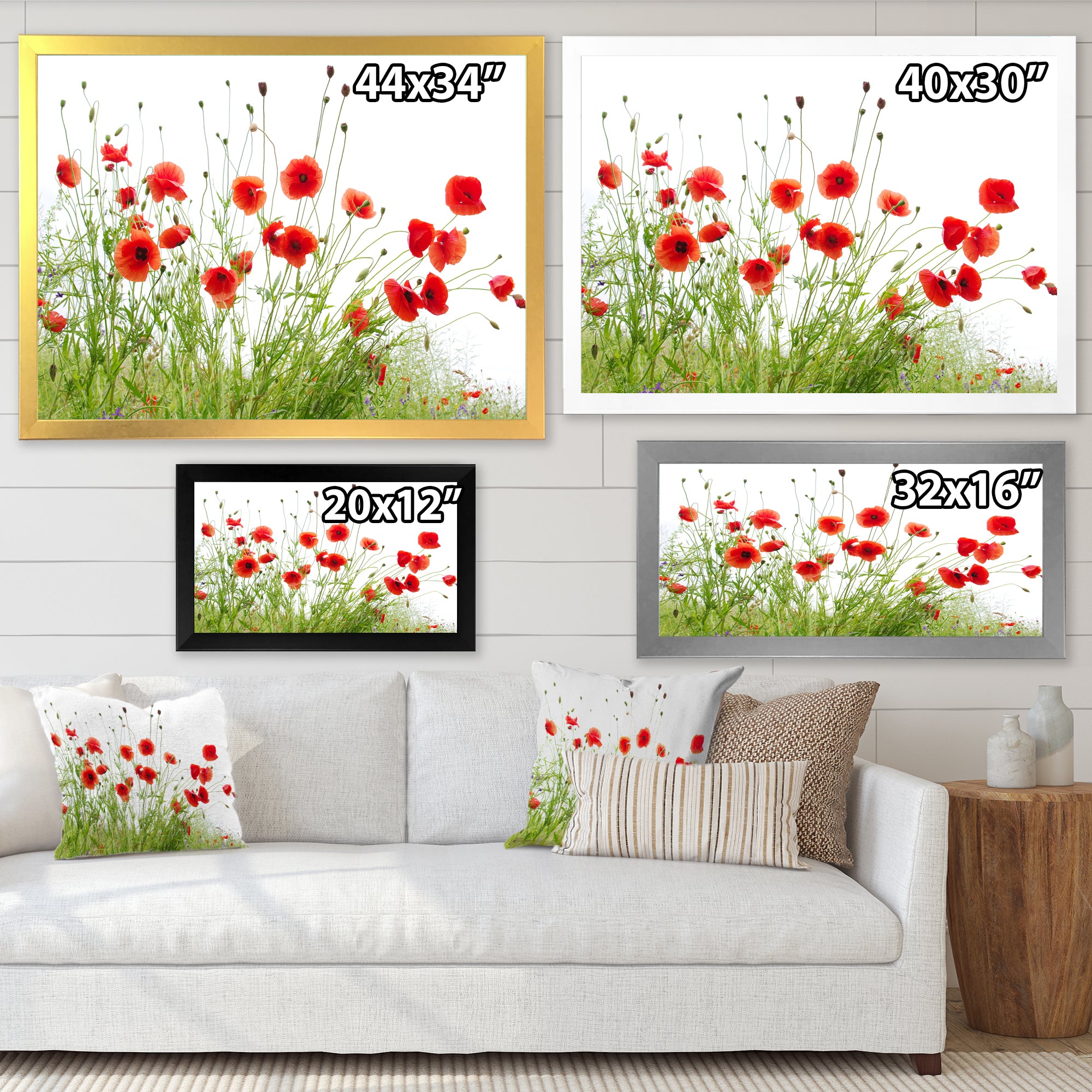 Poppies on White Background