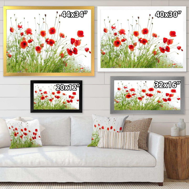 Poppies on White Background