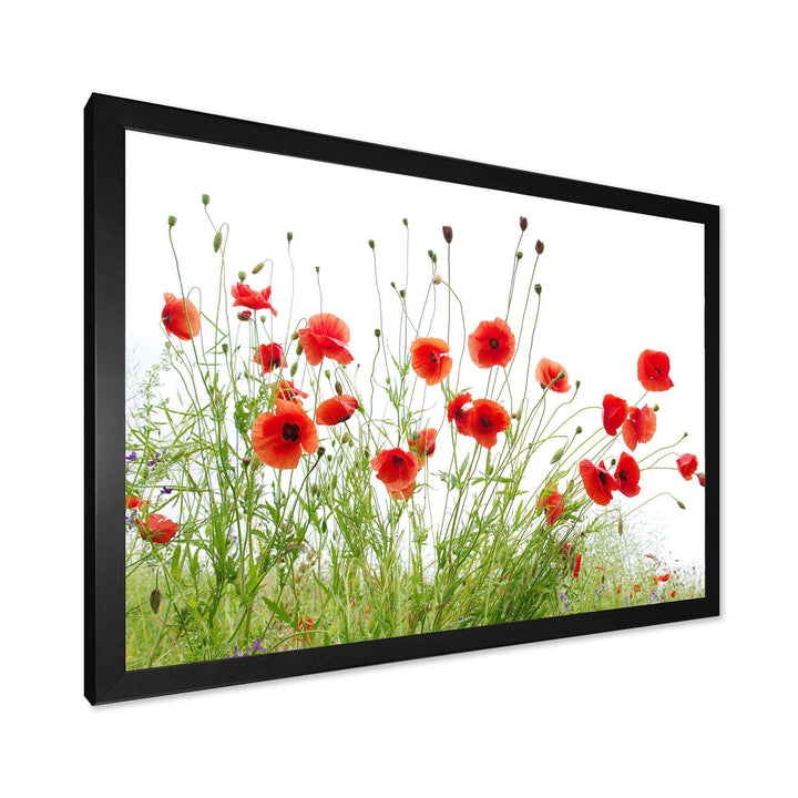 Poppies on White Background