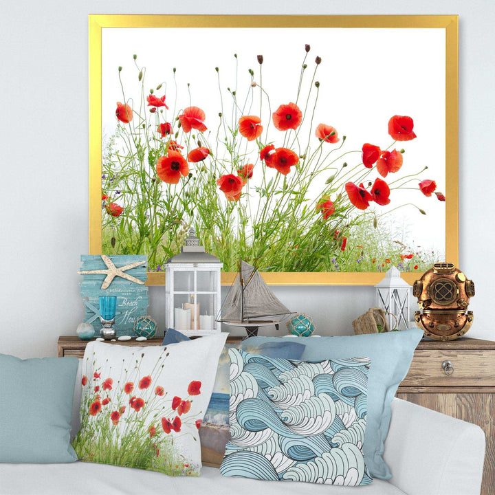Poppies on White Background