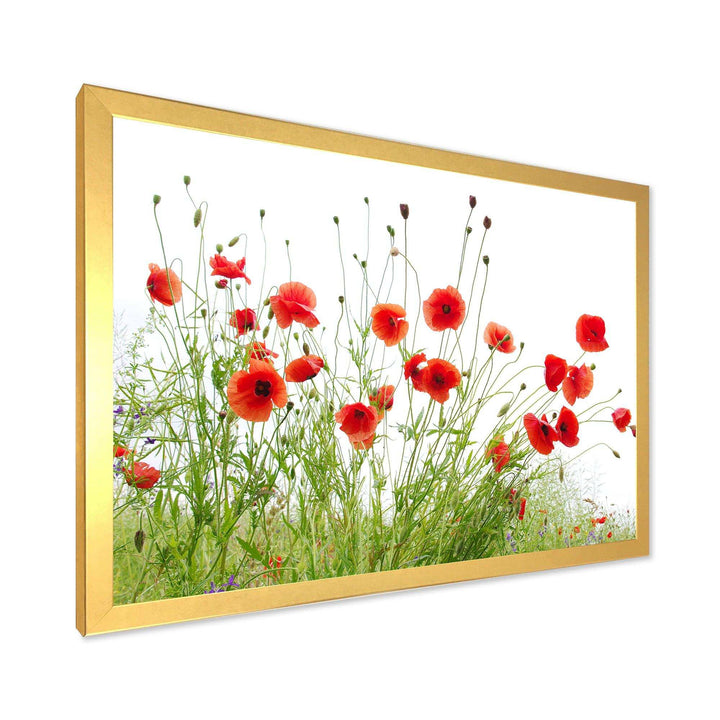 Poppies on White Background