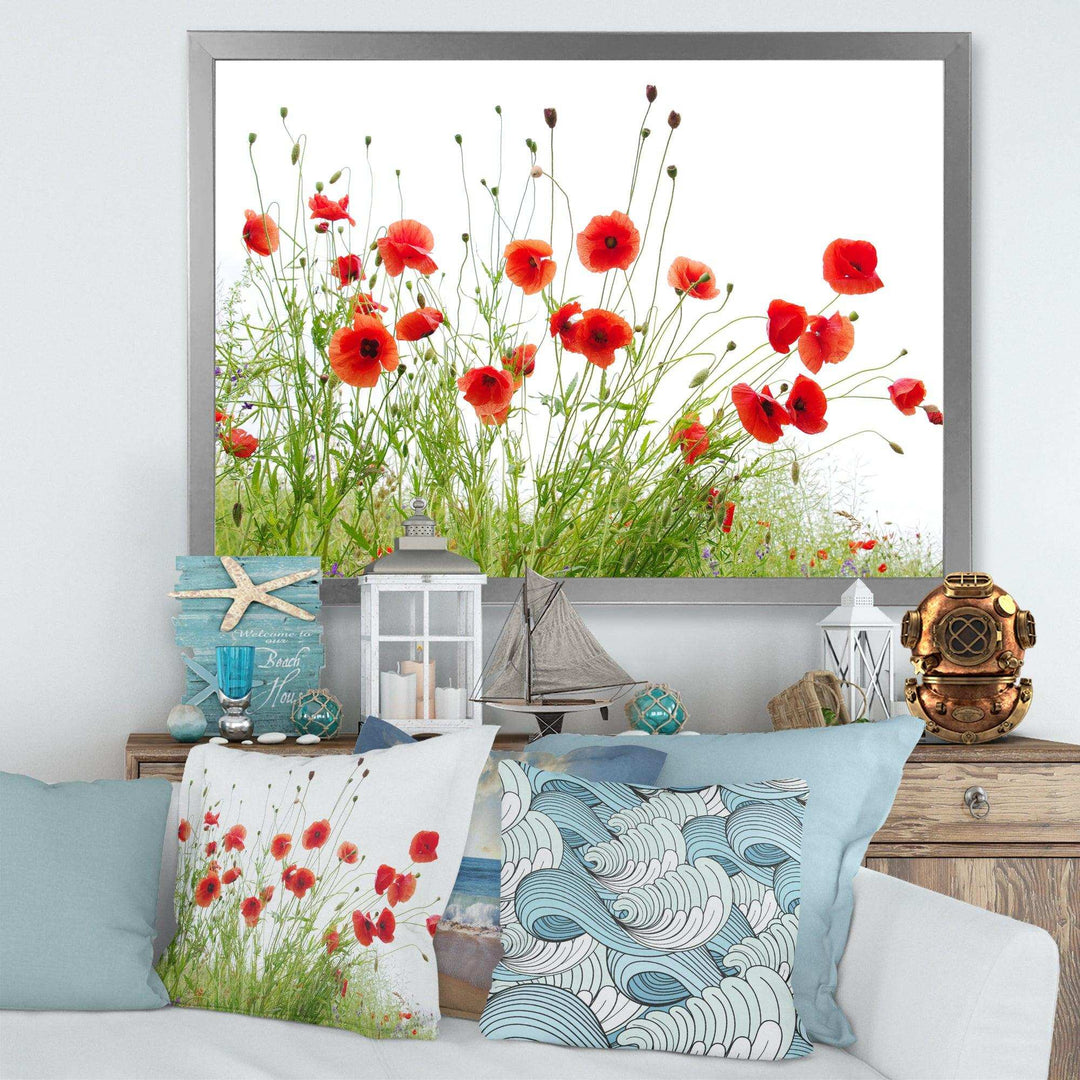 Poppies on White Background