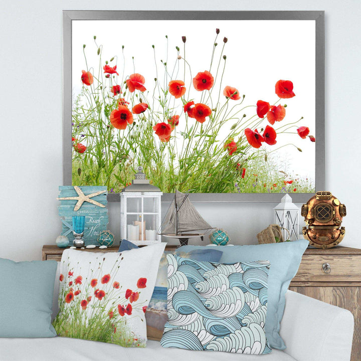 Poppies on White Background